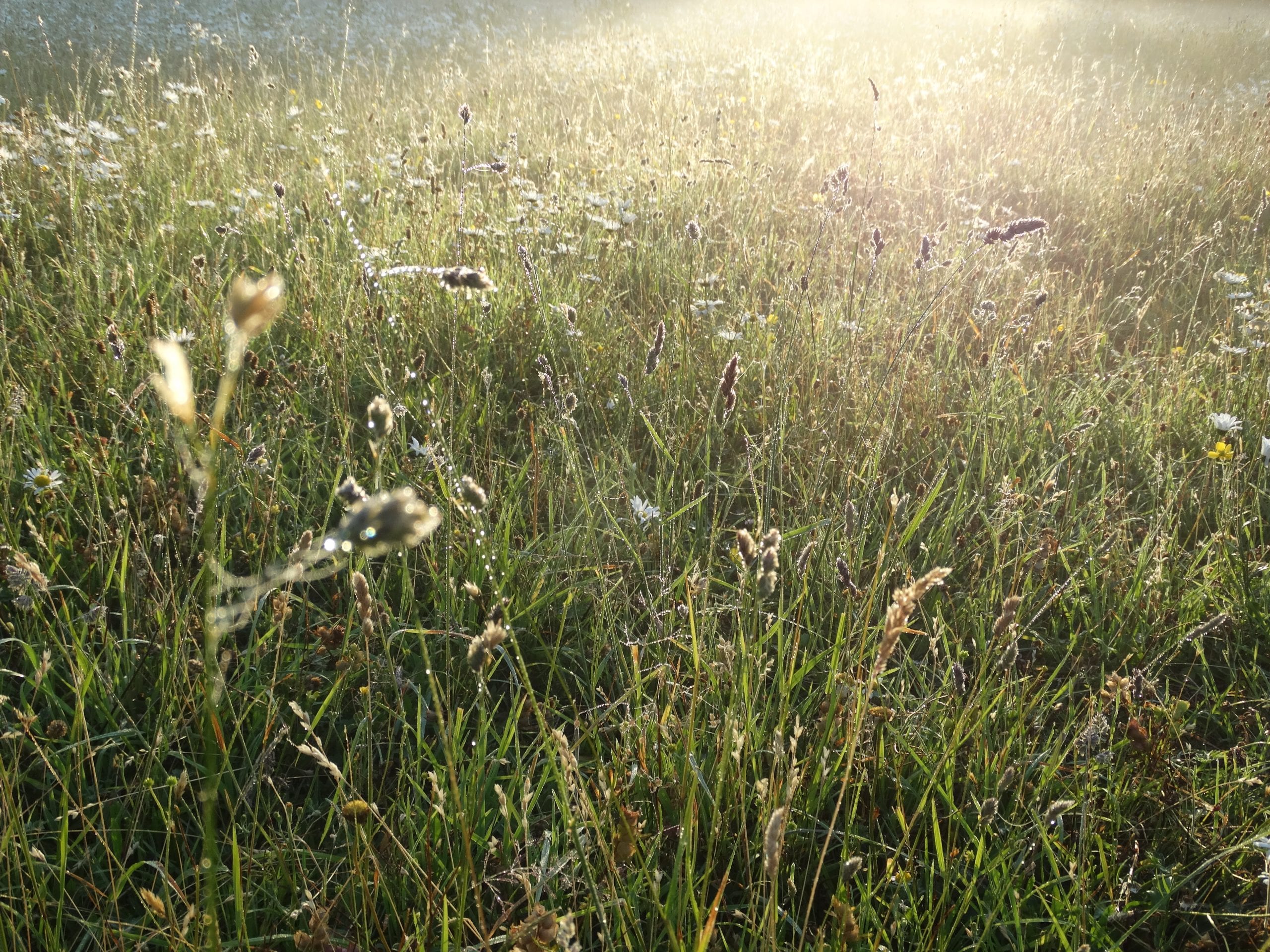 DSC07784