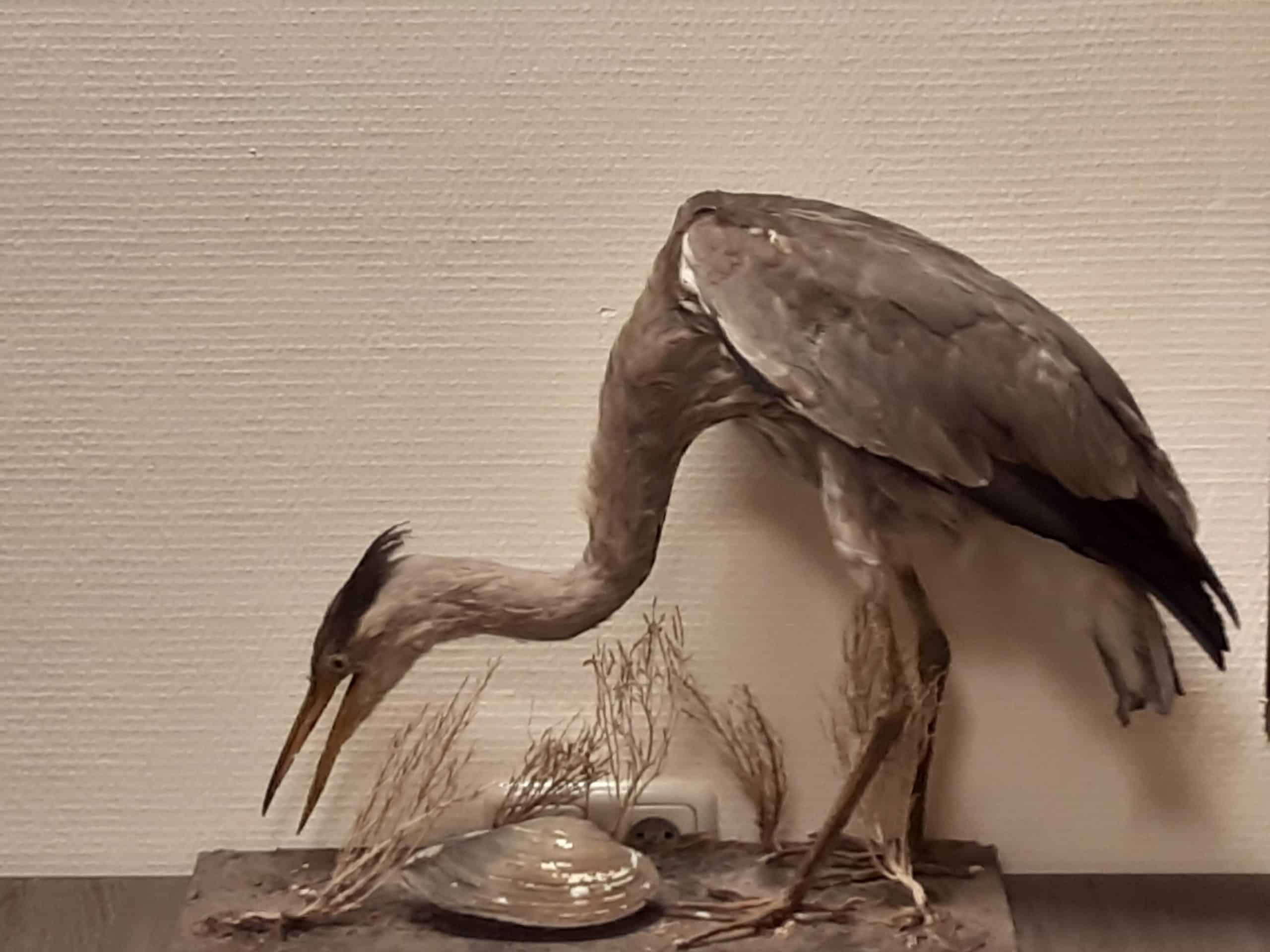 Blauwe reiger bruikleen Natuurmuseum Bennebroek